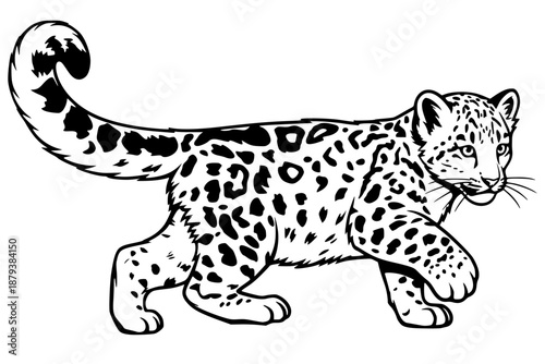 Snow leopard cub in walking pose with spotted coat and fluffy tail. Adorable young wild cat illustration showing characteristic rosette pattern. Perfect for wildlife, nature, endangered species and an
