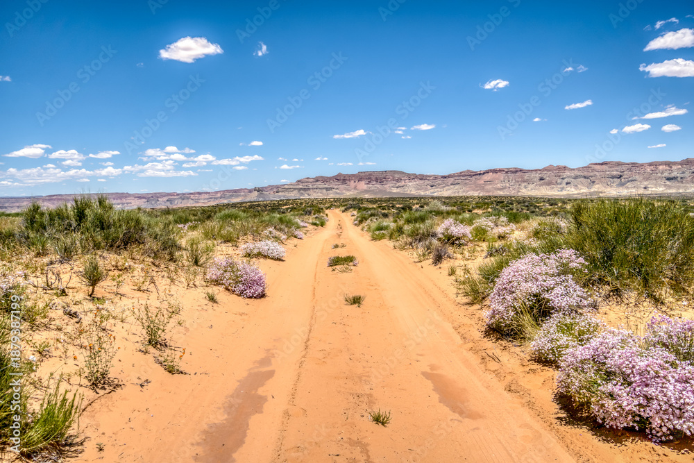 Fototapeta premium A road in the desert with a few flowers growing along it