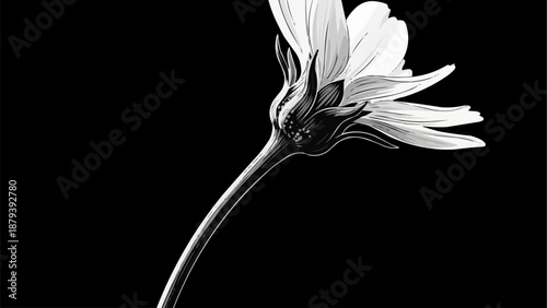 white flower on black background