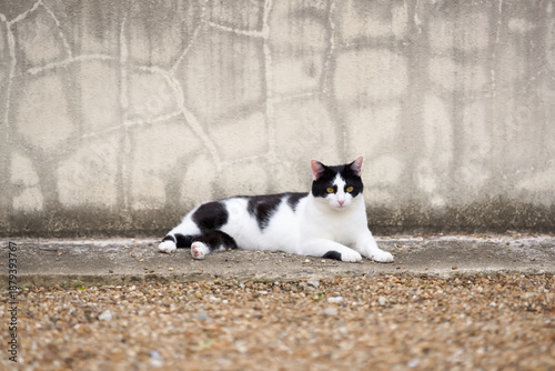 5月、リラックスする野良猫