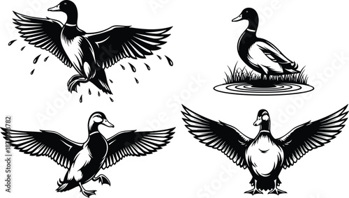 Duck silhouettes in flying, landing and standing poses, wildlife bird illustration set, black vector design, nature animal collection isolated on white background