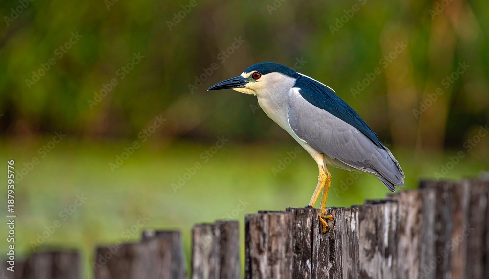 Fototapeta premium Night Heron Perched on Weathered Wooden Fence, Natures Beauty in Focus.