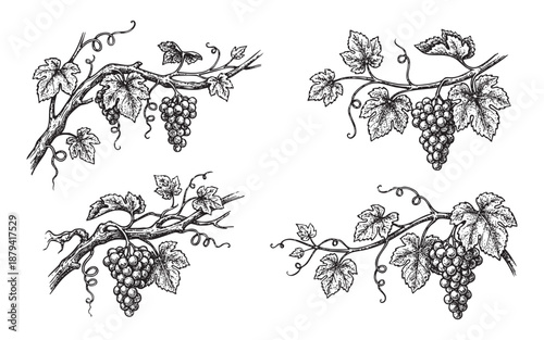 grape vines with bunches of grapes, tendrils, and leaves in a vintage woodcut style.