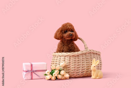Cute Toy Poodle dog sitting...