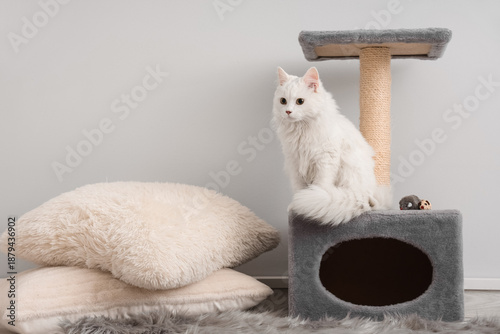 Cute white cat on scratchin...