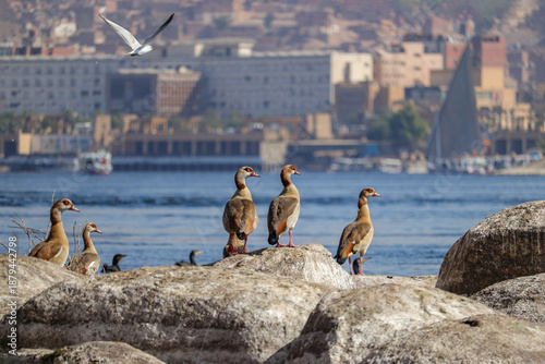 Geese birds on the Nile River in Aswan, Egypt 