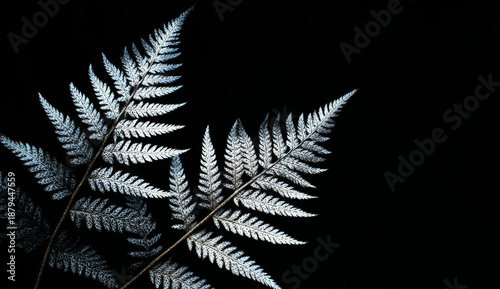 Silver fern leaves with detailed texture and vibrant green color on a black background, showcasing their intricate vein patterns and natural form