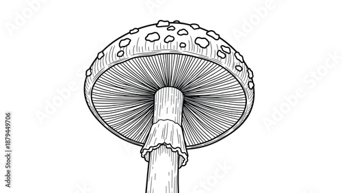 Detailed black and white line art illustration of a mushroom shown from a low angle, revealing the intricate gills in an engraving style.