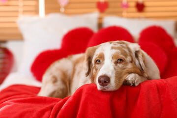 Cute Australian shepherd dog lying on bed in bedroom decorated for Valentine's Day celebration