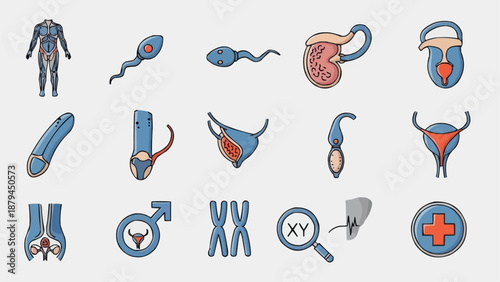 Human Reproductive System Anatomy Icons.