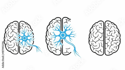 Human Brain Anatomy and Neuron Connection Illustration.