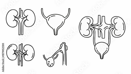 Human Urinary System Anatomy Outline Icons.