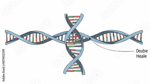 Illustration of a double helix DNA structure with a label.