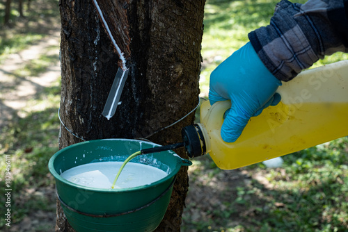 Farmer hands are dripping formic acid onto the raw para rubber to coagulate the latex into lumps. for use cup lump rubber