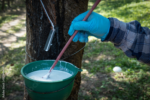The farmer is using a wooden stick to mix formic acid with the raw para rubber to coagulate it into lumps for use in making cuplump rubber.
