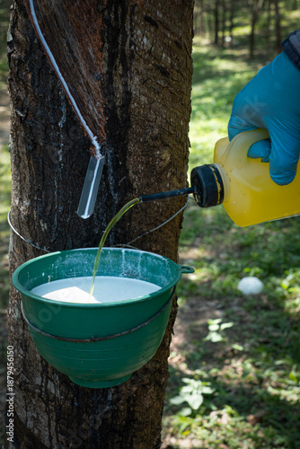 Farmer hands are dripping formic acid onto the raw para rubber to coagulate the latex into lumps. for use cup lump rubber