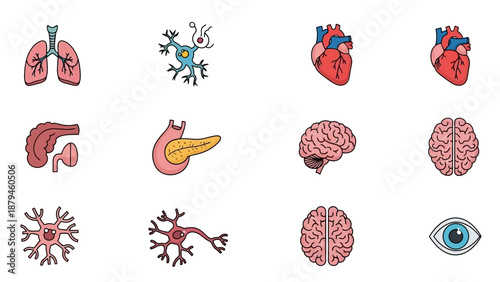 Vibrant Cartoon Illustrations of Human Lungs, Heart, Brain, Pancreas, Eye, and Neurons