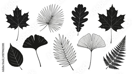 Collection of Diverse Leaves Silhouettes and Drawings on White Background