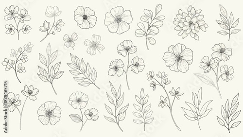Collection of Hand-Drawn Botanical Illustrations of Flowers and Leaves in Sketch Style