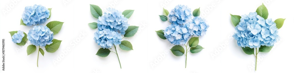 Obraz premium Blue hydrangea with leaves, isolate on white background. Set.
