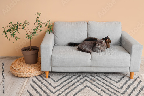 Cute cats lying on grey sof...