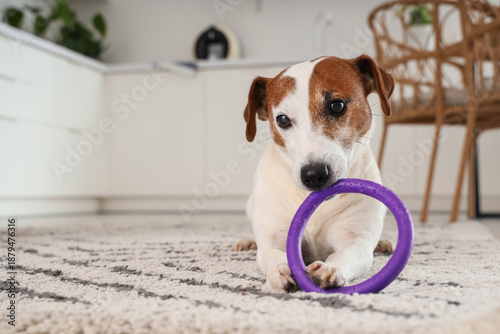 Cute Jack Russell terrier c...