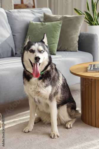 Cute Husky dog in living room