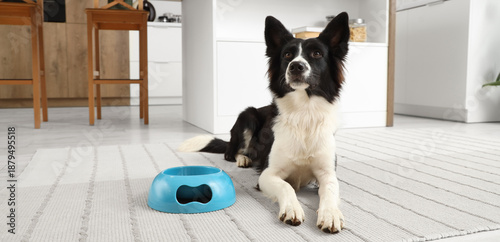 Cute Border Collie dog with...