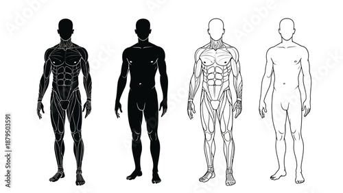 Male Anatomy Illustrations: Silhouette, Muscles, and Outline