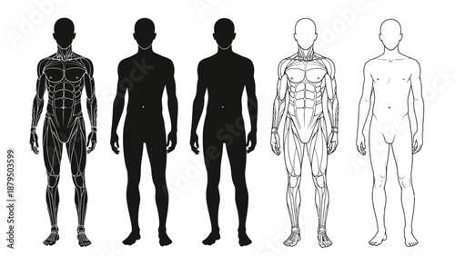 Human Anatomy and Muscle Structure: A Comprehensive Visual Study