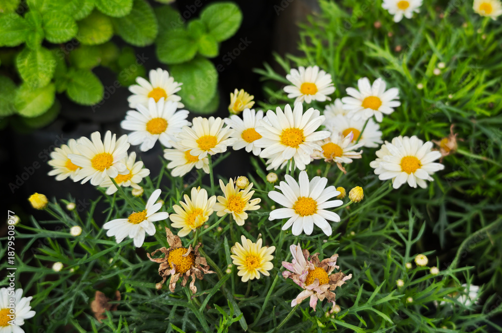 Fototapeta premium Chamomile. White daisy flowers in the garden