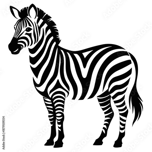 zebra isolated on white background