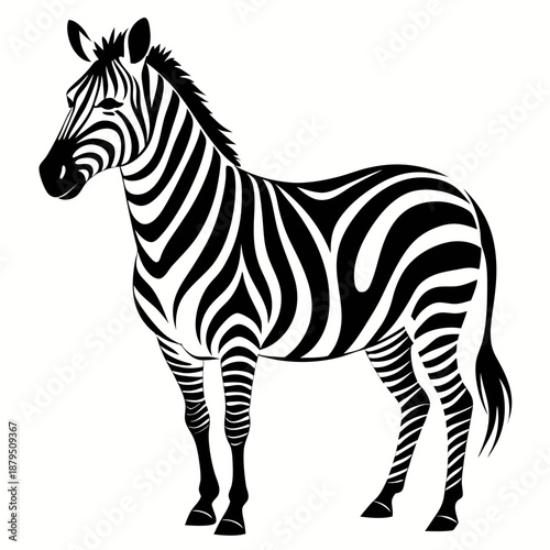 zebra vector illustration