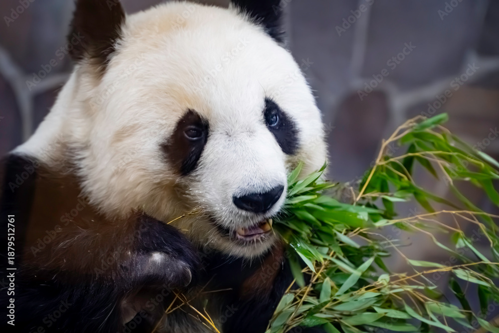 Fototapeta premium 笹を食べるパンダ