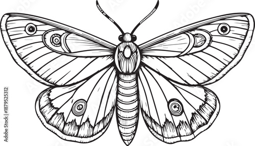 Deadhead butterfly Hand-drawn Sketch Drawing Vector Illustration, Line Linear Symbol Engraving Coloring Book, Black and White Isolated