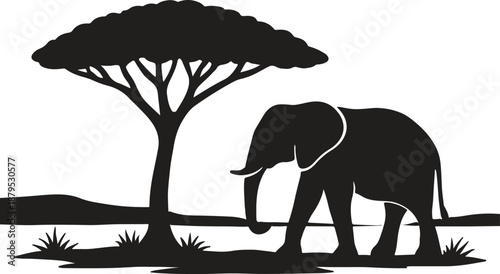Silhouette of an african elephant walking under an acacia tree