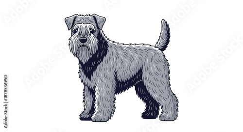 Full body illustration of a Cesky Terrier, a small and sturdy dog breed with a long, silky gray coat and beard.