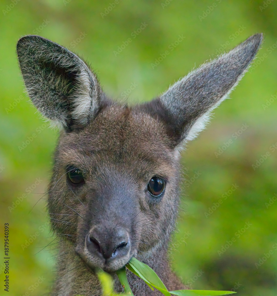 Fototapeta premium A portrait of a young Western Grey Kangaroo (Macropus fuliginosus), eating, Belair National Park, Adelaide, South Australia.