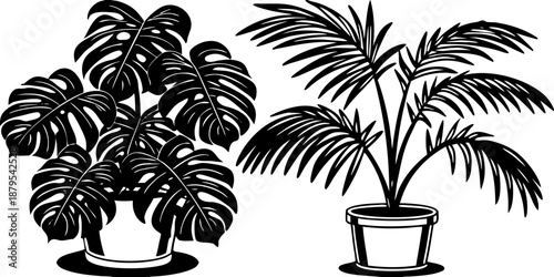 Two potted plants are presented against a clean white background. On the left side, a Monstera plant with large, deeply lobed green leaves is visible. The plant is bushy and full, filling the upper po