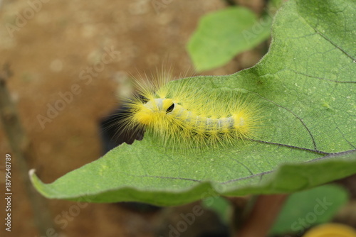 This photo shows a small yellow hairy caterpillar resting on a green leaf, captured in close-up with natural lighting and a blurred background.