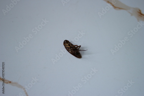 This photo shows a dead cockroach lying on its back on a clean, white surface, with its legs curled upward. The image has a minimal background and focuses on the insect in a simple.