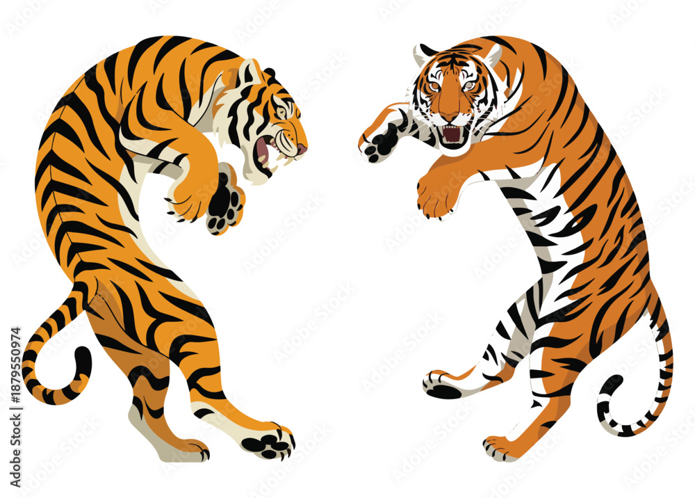 Fototapeta premium Tigers Facing Each Other in Mid-Air on White Background