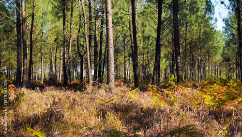 Forêt des Landes de Gascogne, en automne