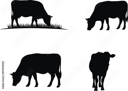 Cow silhouettes grazing in field, black cattle illustration, rural livestock design, farm animal posture, agriculture concept, nature pasture, vector art