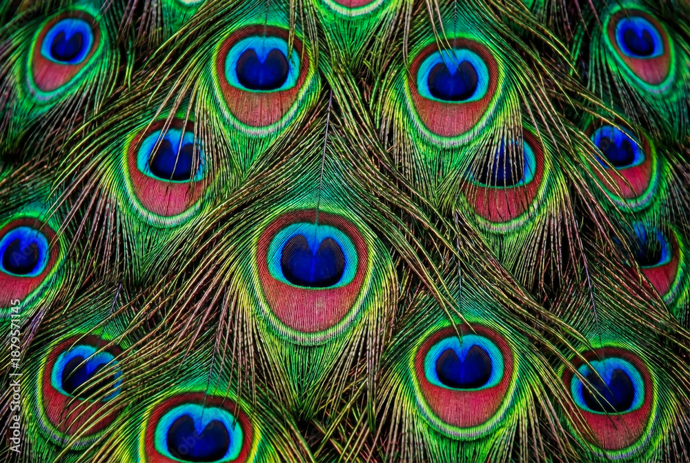 Obraz premium Vibrant close up of peacock feathers