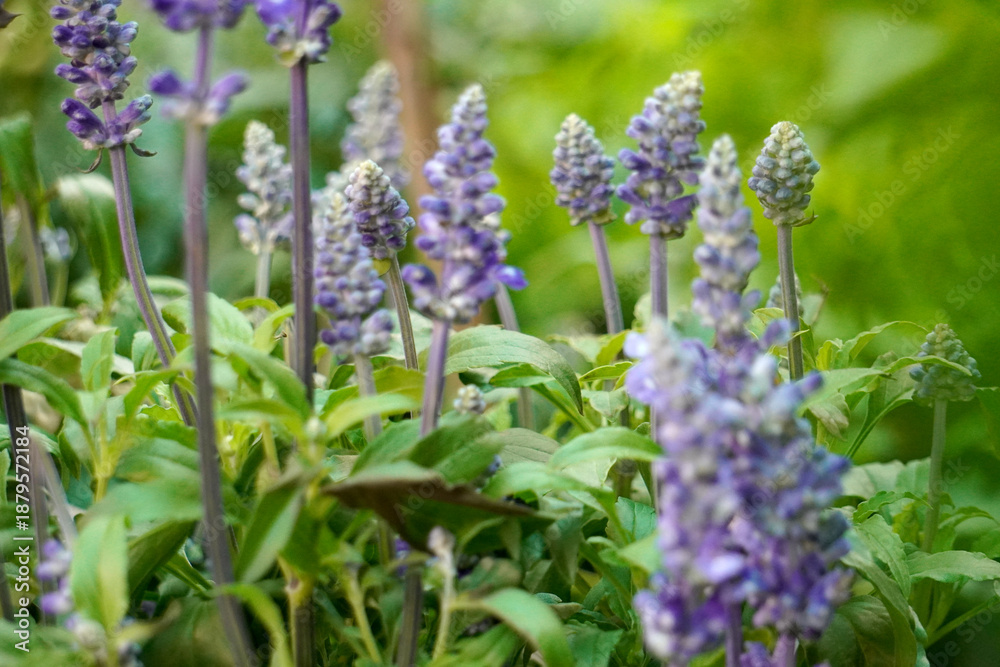Obraz premium Blue salvia flowers, with their beautiful bluish-purple blossoms, stand upright in the sunlight amidst lush green leaves, resembling a lavender field in a tropical climate.