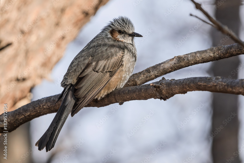 Fototapeta premium 한국의 텃새 직박구리 