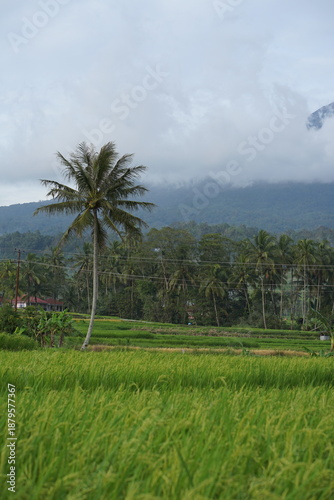 The atmosphere of the rice fields at the foot of the mountain in the afternoon, green rice, cloudy sky, background of Mount Singgalang, West Sumatra
