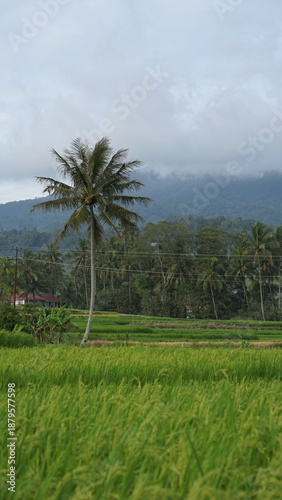 The atmosphere of the rice fields at the foot of the mountain in the afternoon, green rice, cloudy sky, background of Mount Singgalang, West Sumatra