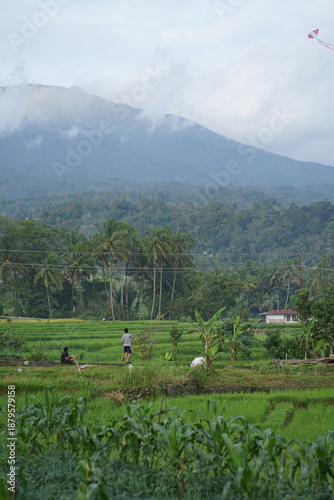 The atmosphere of the rice fields at the foot of the mountain in the afternoon, green rice, cloudy sky, background of Mount Singgalang, West Sumatra